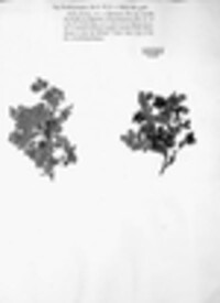 Phragmidium mucronatum image